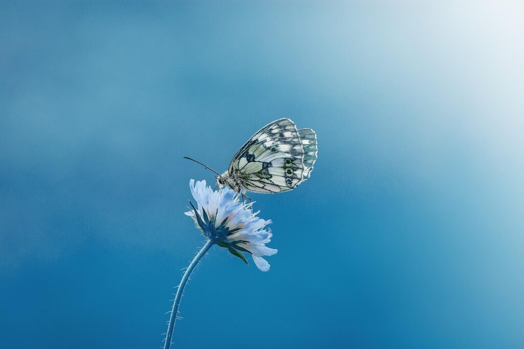papillon, fleur, fond bleu